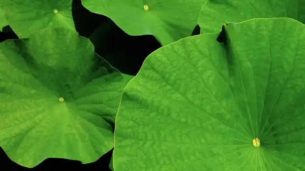 Lotus Leaf Extract Supplier with Consistent Quality Control